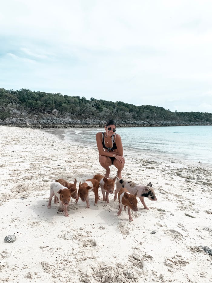 A woman enjoying a sunny beach day with playful piglets on Exuma, Bahamas.