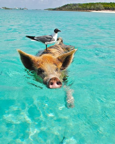 Pig swimming in crystal-clear ocean with a seagull perched on its back, showcasing nature's harmony.